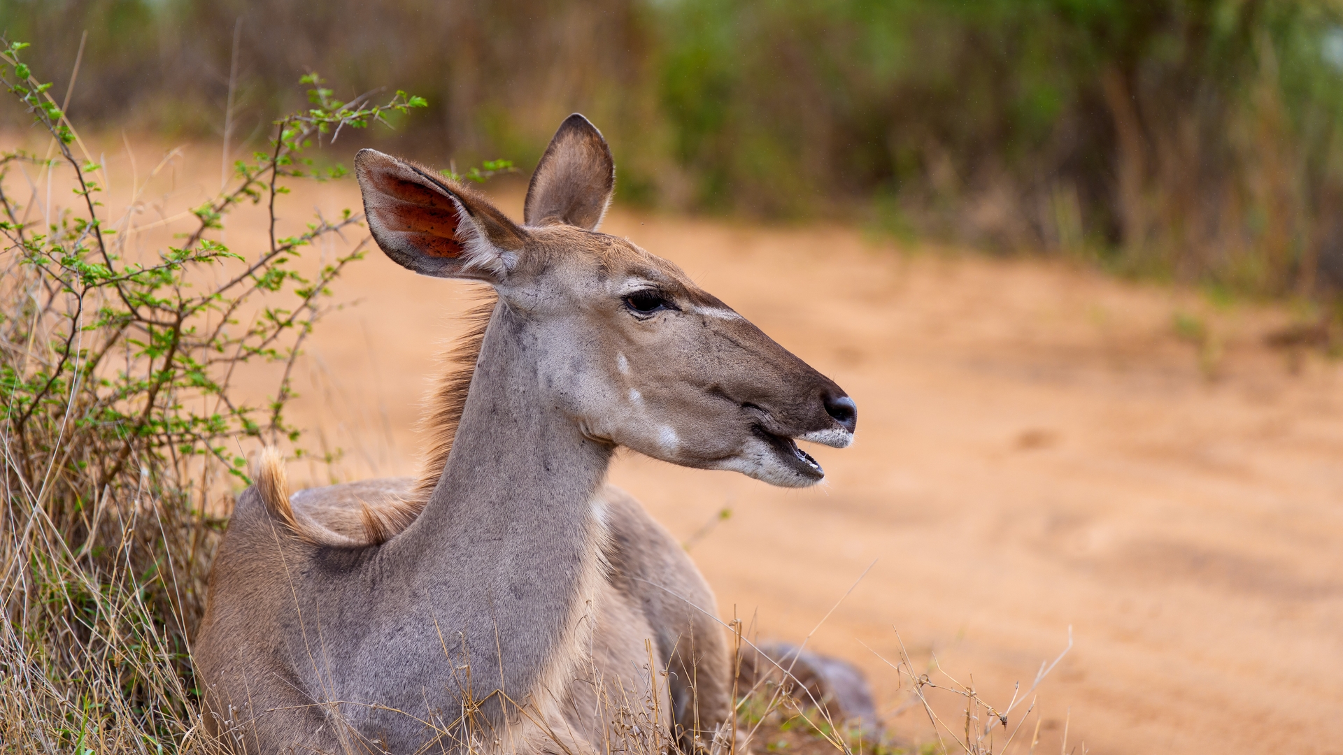 Kruger25 2025 10 31 10 10 34 ILCE 9M3 124